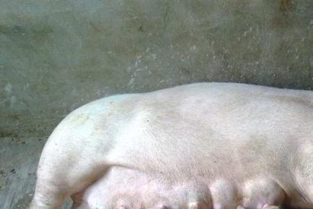 母猪从哪里生小猪