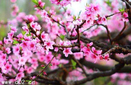 椰子旺桃花的秘诀