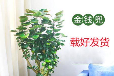 三伏天金钱兜树浇水方法