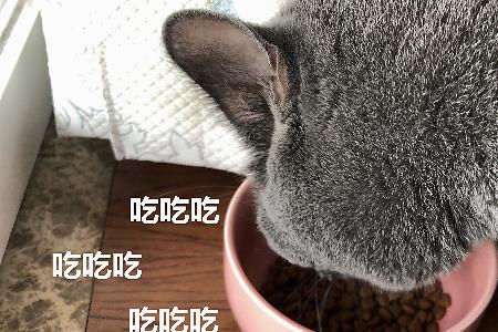 小蓝猫一次吃多少猫粮