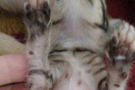 猫怀孕一个半月肚子有多大