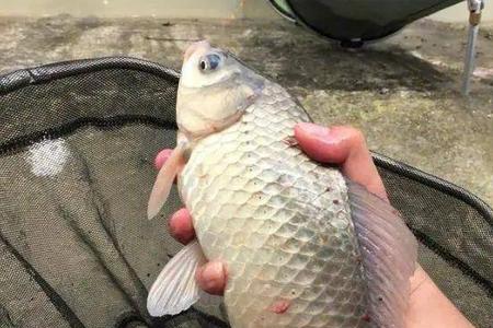 雷河附近野钓位置