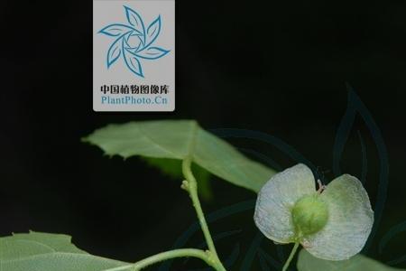 青檀最低耐寒多少度