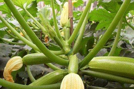 角瓜落花就化怎么回事