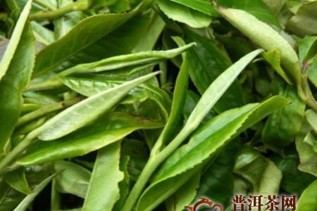 云南镇康古树茶的特点