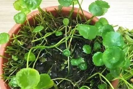 天胡荽黄叶烂叶