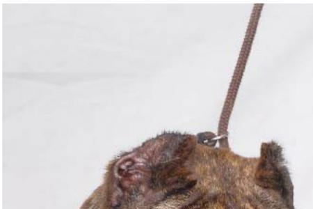 南非獒犬和加纳利犬有什么区别