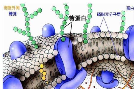 细胞骨架的组成是什么