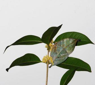 桂花枯叶怎么治