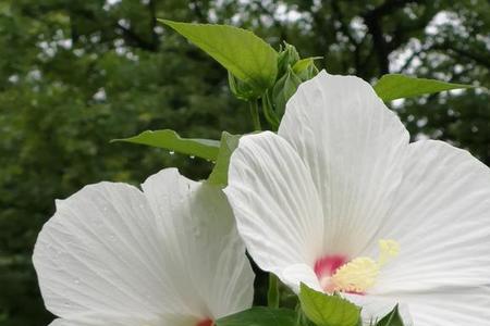 一枝红艳露芙蓉什么意思