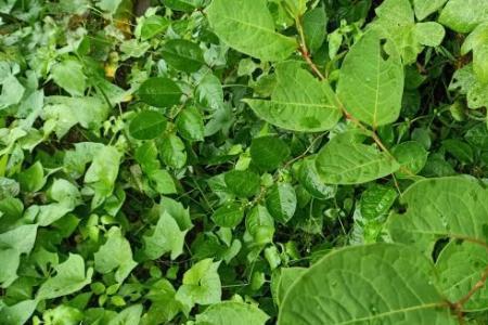 虎杖种植在水中吗