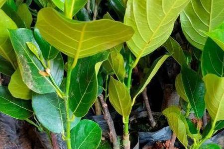 盆栽菠萝蜜幼苗的修剪方法