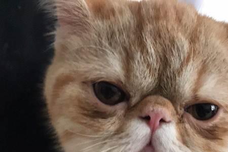 加菲猫五个月多大