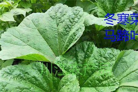 新鲜马蹄叶子的储存方法