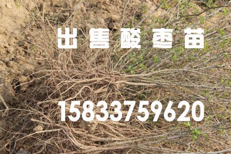 三年的酸枣一亩能挣多少钱