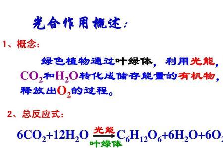 光合作用产生有机物的类型