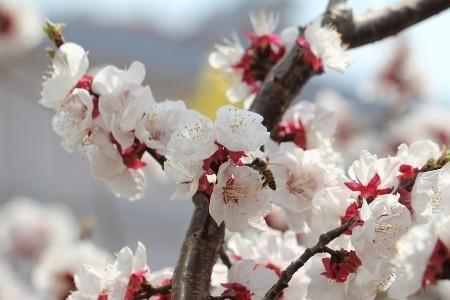 四川杏花什么时候开