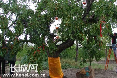 中国最大枣树