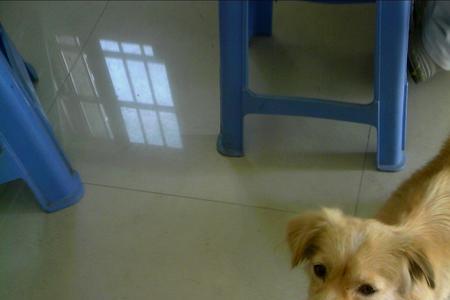 太仓犬尾巴是直的还是弯的