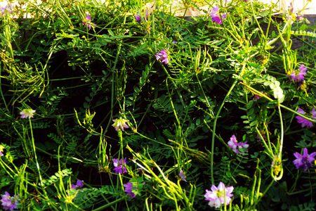 7月山上有什花