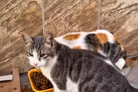 捡了流浪猫又放回去了算弃养吗