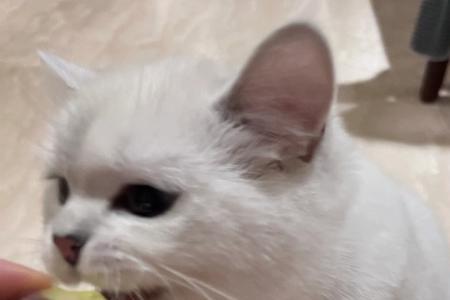 猫可以直接吃生红薯吗