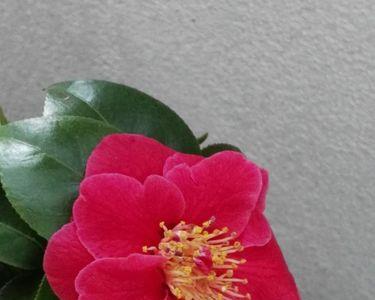 春花子中刘秀梅扮演者