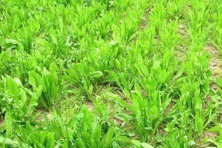 菊苣养羊适合放牧吗