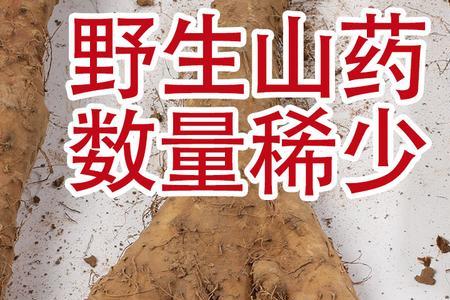 海南山药是什么品种