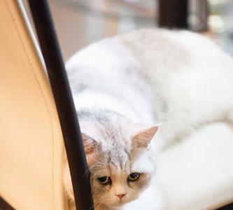 猫晚上生产开灯吗