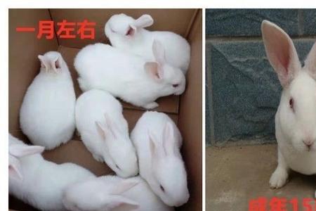肉兔能长到多少斤