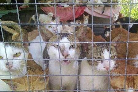 炒猫肉放果皮可以吃吗