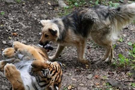 虎落平阳被犬欺下一句怎么回答