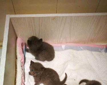 蓝猫第一次生要帮忙吗