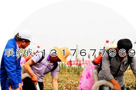 棉花手工采摘和机器采摘哪个好