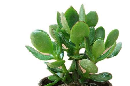 厚脸皮植物介绍四年级