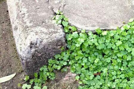天胡荽水下种植方法