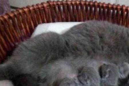 怀孕的猫咪到处找窝什么时候生
