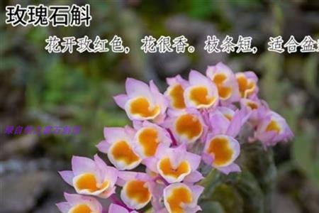 怎么辨别金钗石斛是叶芽和花苞