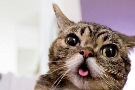 猫咪半吐舌头是什么意思