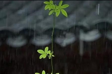 看雨听风什么意思