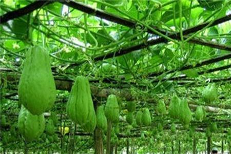 佛手瓜秋天几月停止生长