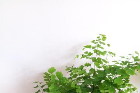 铁线菊正确养殖方法