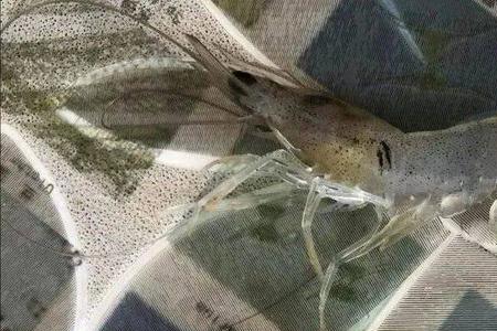 养殖虾有激素吗