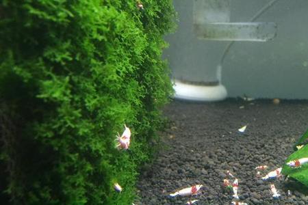 鱼缸小翻缸后虾乱游