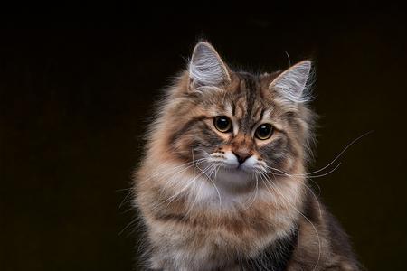 西伯利亚森林猫有蓝眼正常吗