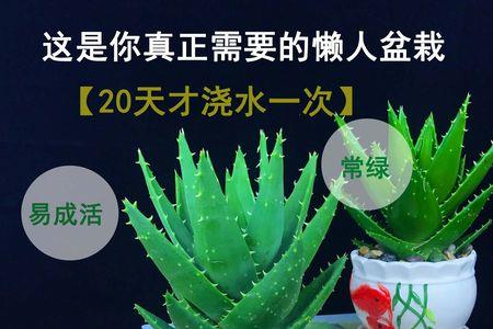 水培不夜城怎么生根最快