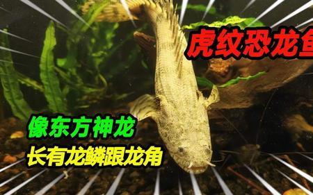 虎纹恐龙鱼吃颗粒饲料吗