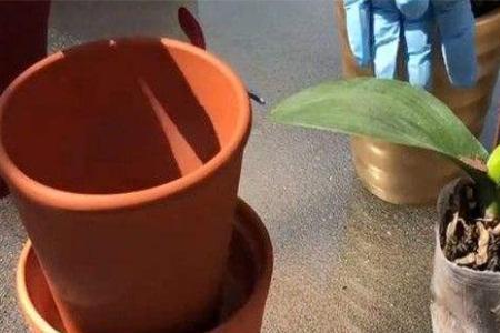 七月中旬蝴蝶兰能不能换盆