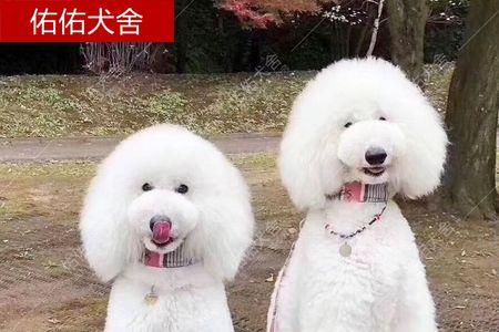 巨贵幼崽一个月长多少公分正常